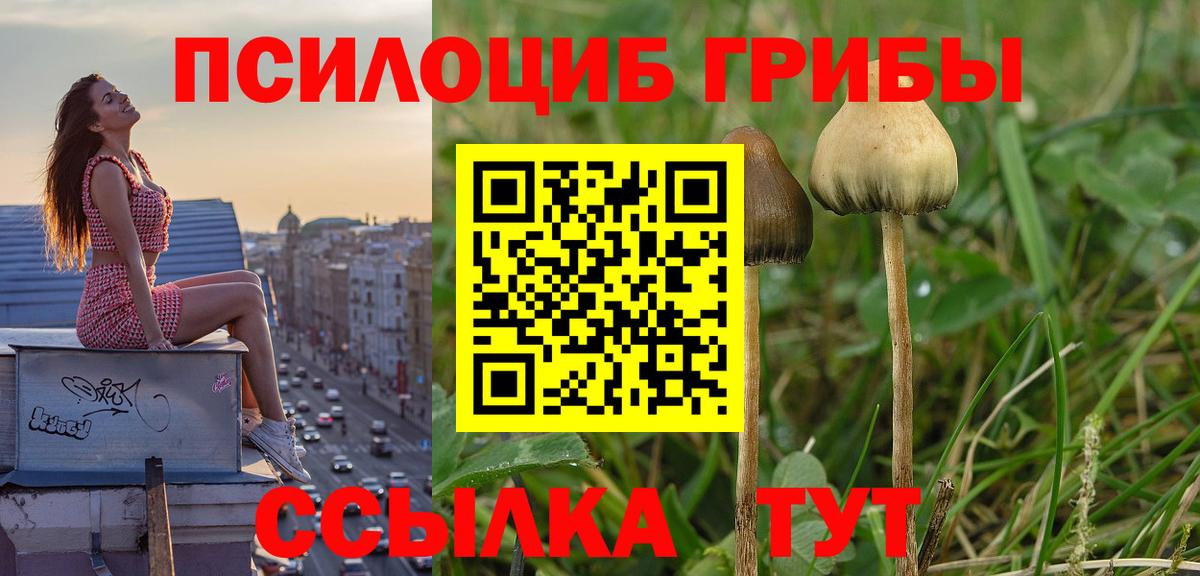 Псилоцибиновые грибы Psilocybine cubensis  Вход с VPN  Псилоцибиновые грибы прущие грибы  Новозыбков 